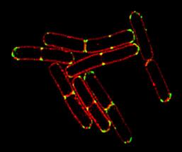 N-SIM-E-bacillus1_ab3ff6800edc21b421940c6f13047851