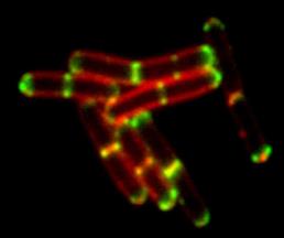 N-SIM-E-bacillus2_ab3ff6800edc21b421940c6f13047851