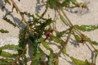 菹草【Potamogetoncrispus】
