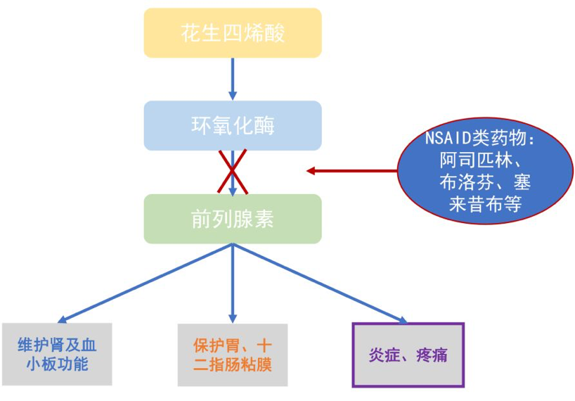 激活的補體是中性粒細胞的趨化因子,增加血管通透性,它還可以刺激肥大