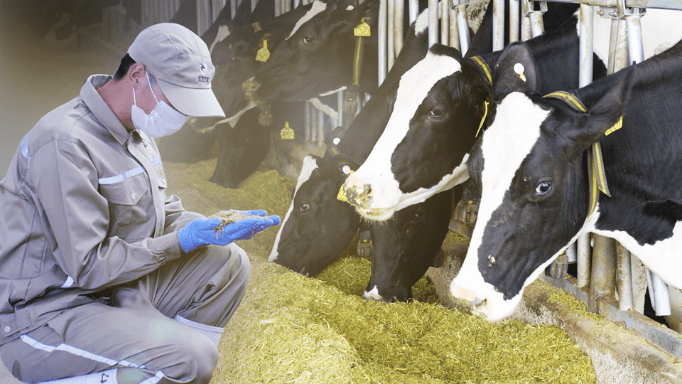 好料养好牛 好牛产好奶-企业官网