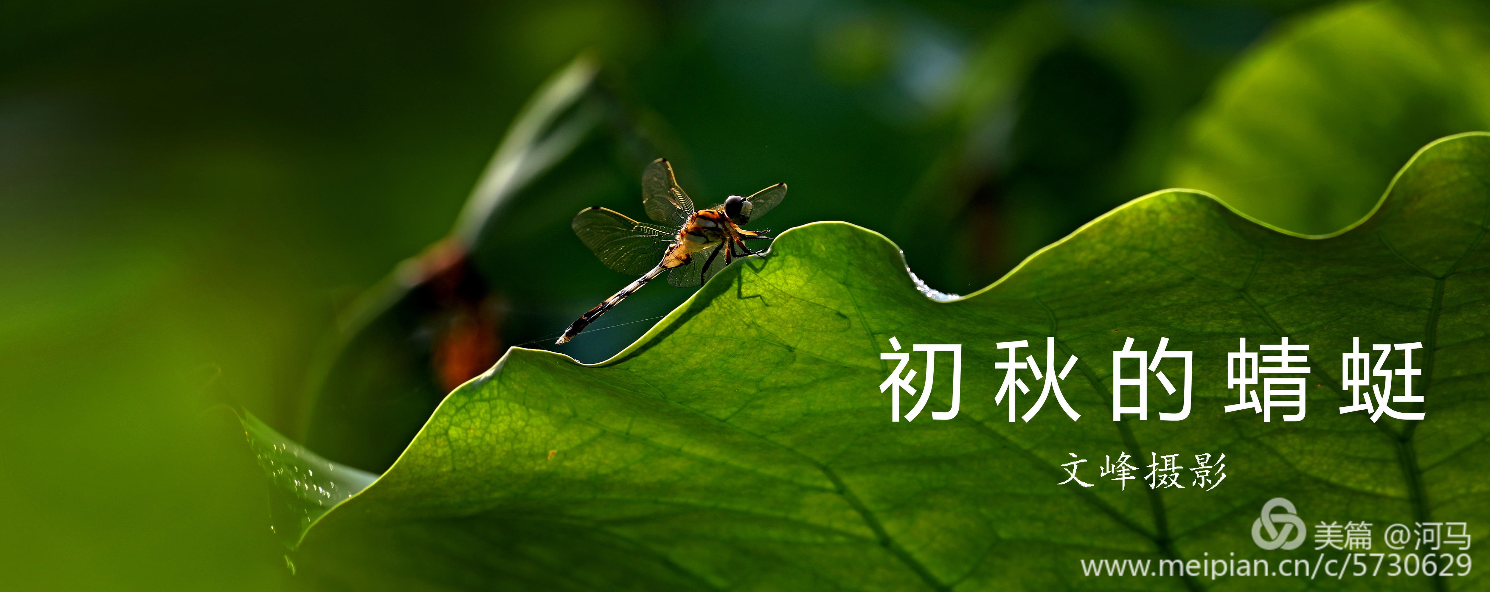 初秋的蜻蜓 文峰 摄影