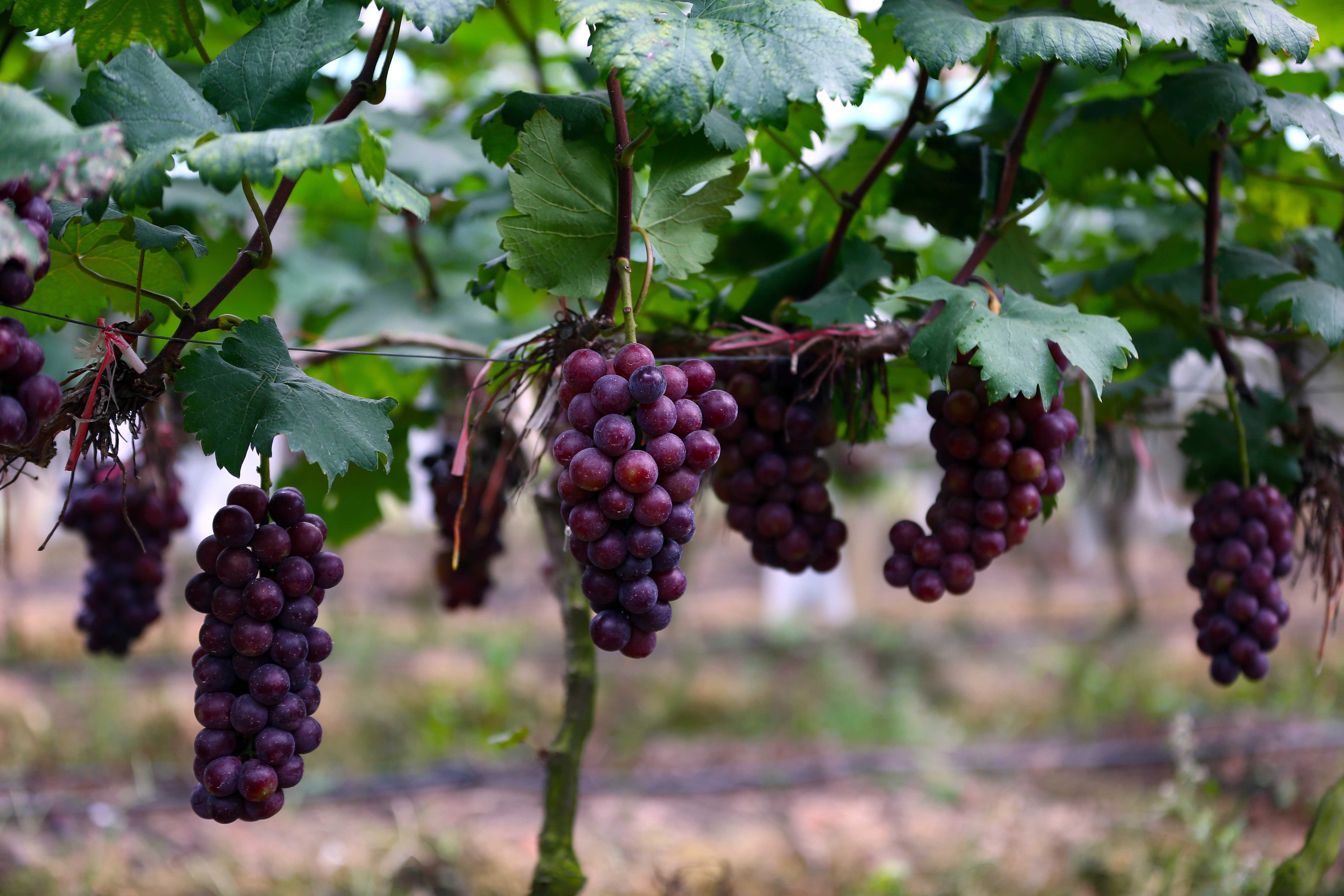 一次说清！酿酒葡萄和食用葡萄的区别 - 最新资讯 - 西班牙人酒庄