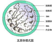 支原体结构