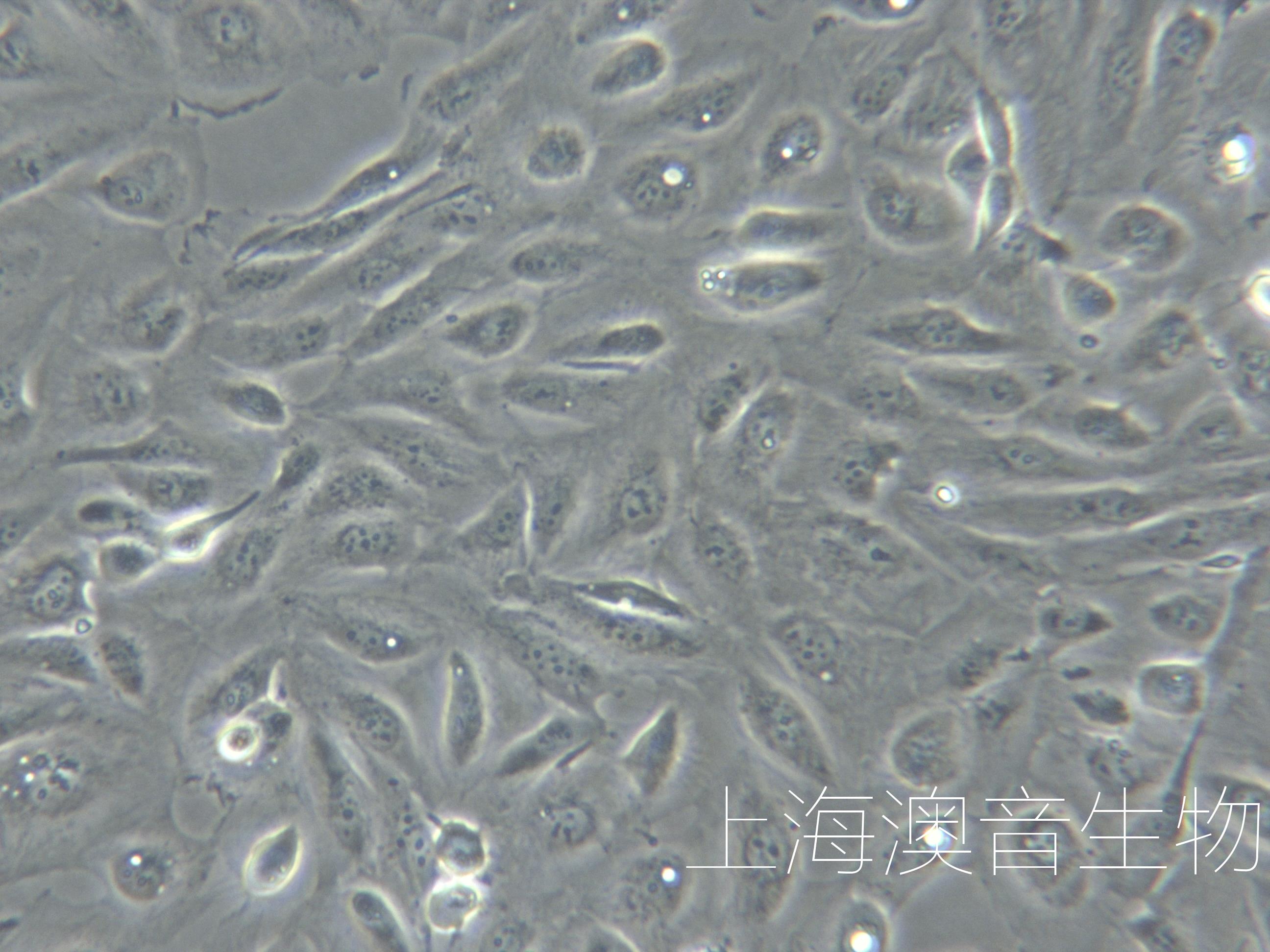 786-O人肾透明细胞腺癌细胞-企业官网