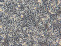 RKO人结肠腺癌细胞-企业官网