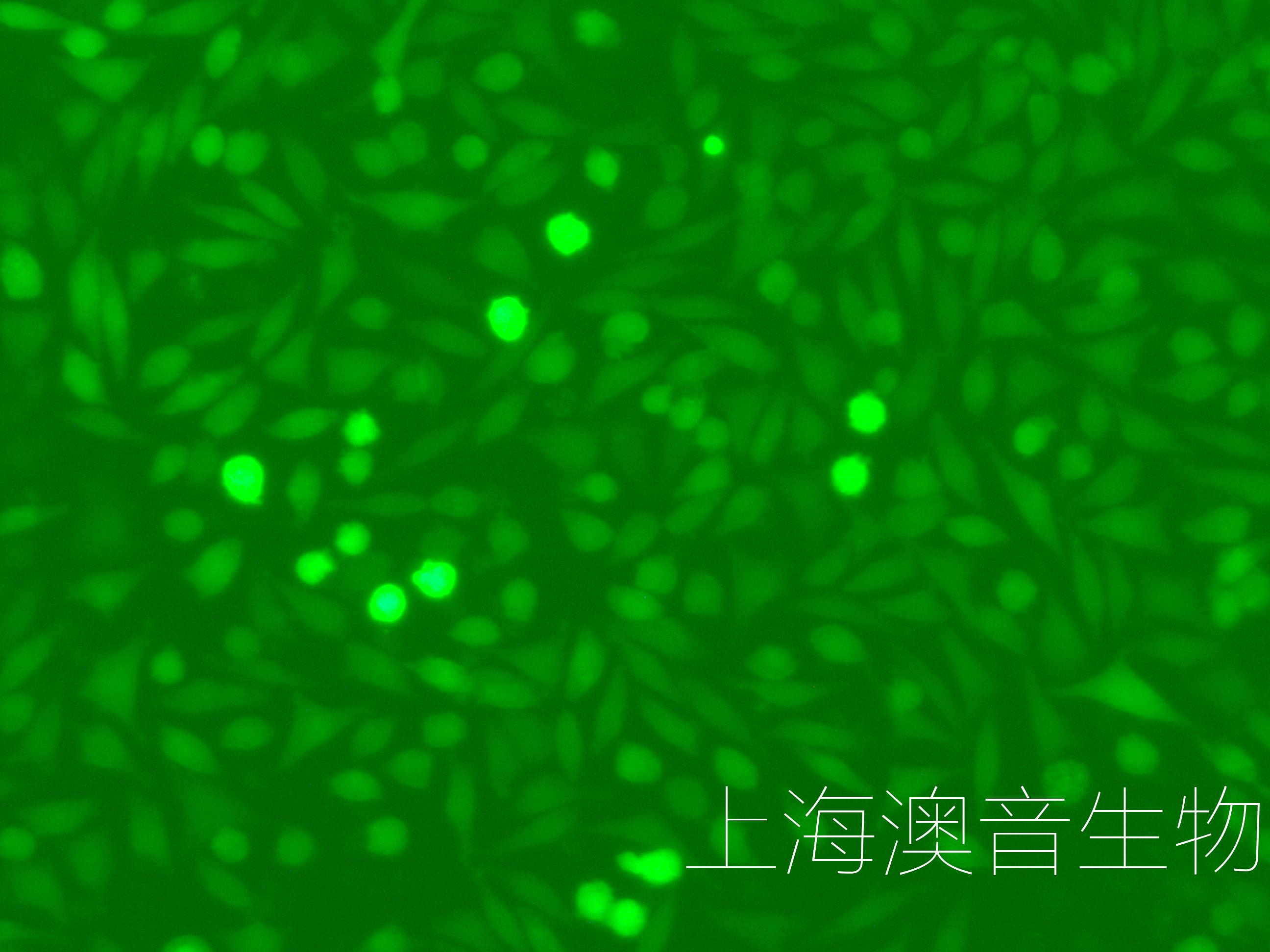 L-929-GFP绿色荧光蛋白标记的小鼠成纤维细胞-企业官网