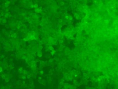 HEPA1-6-LUC-GFP-220707