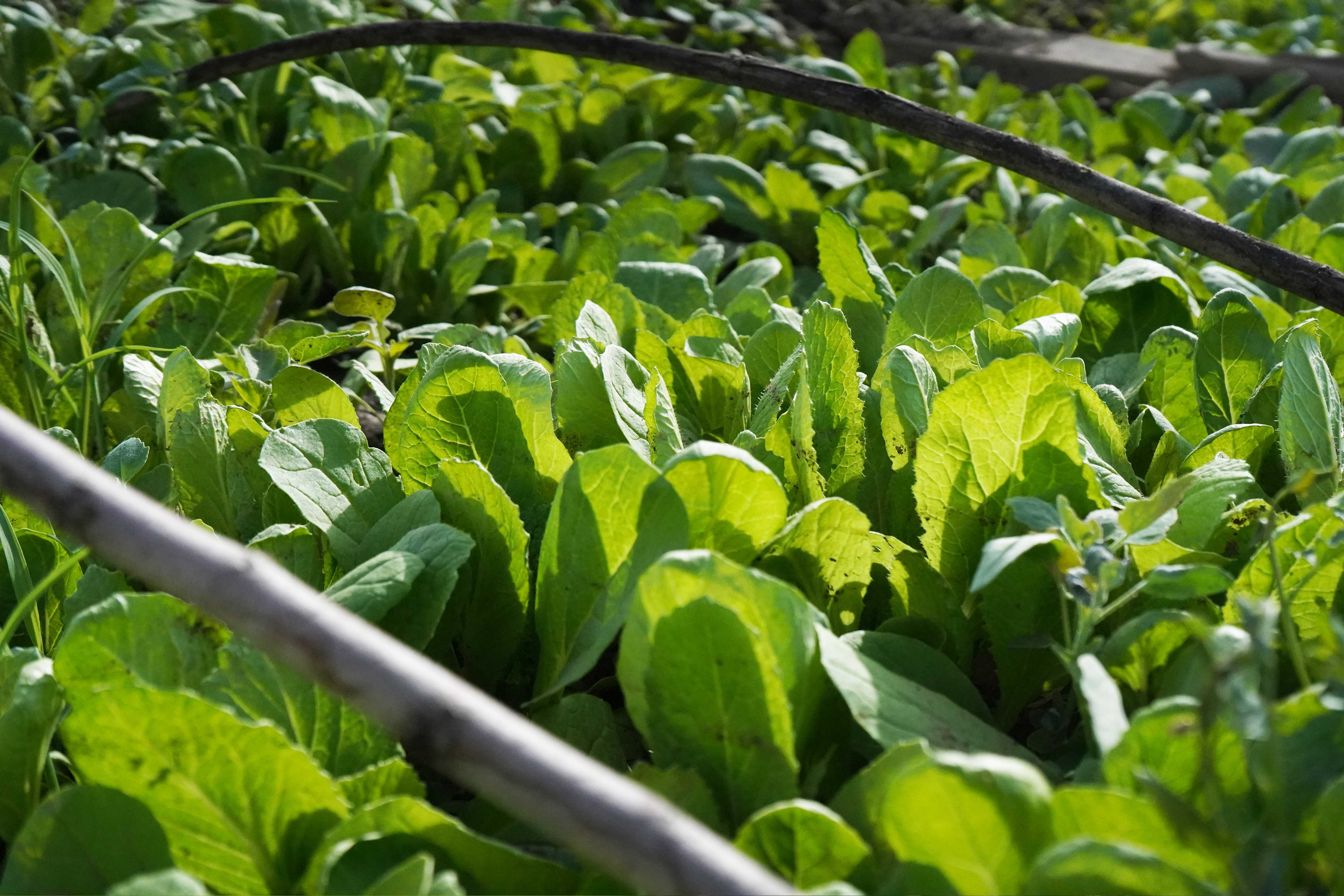 小菜园见证大幸福——天山雄鹰飞院开心农场种植纪实