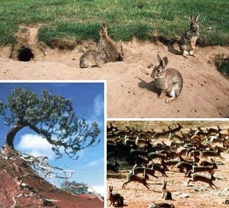 澳洲兔子
