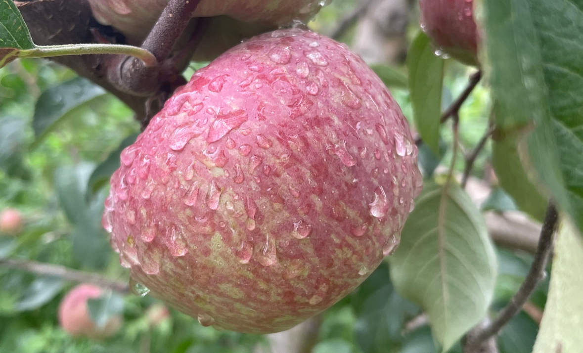 活动回顾|苹果种植技术交流学习