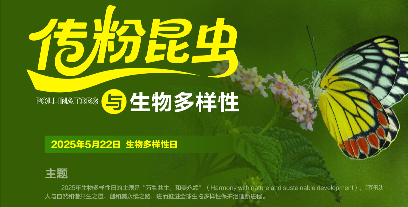 传粉昆虫与生物多样性
