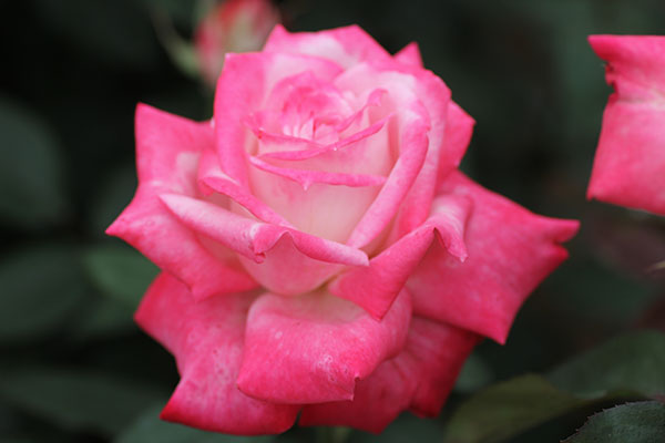 阿尔推斯75-南阳世源月季有限公司