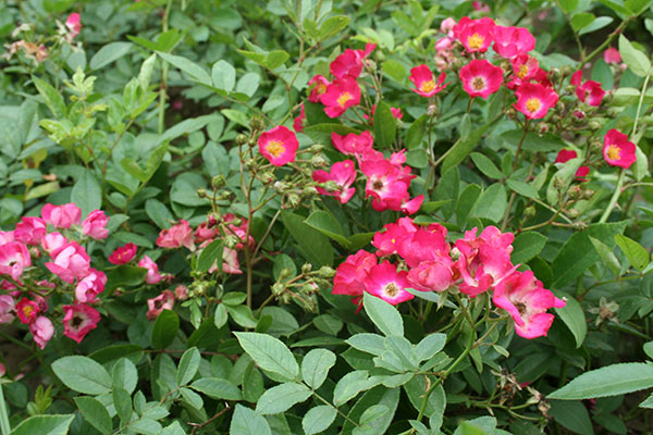 玫瑰地毯-南阳世源月季有限公司