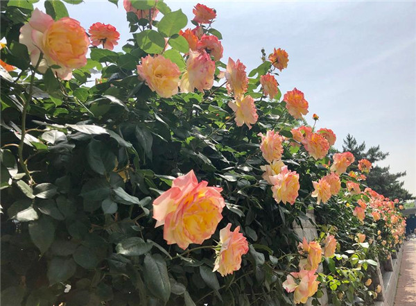 光谱-南阳世源月季有限公司