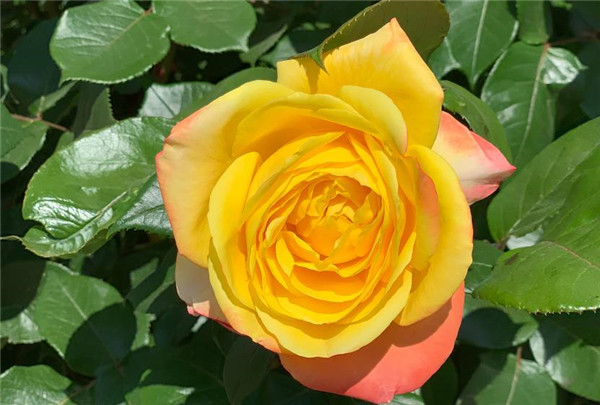 光谱-南阳世源月季有限公司