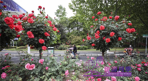 树状月季在城市道路中的运用