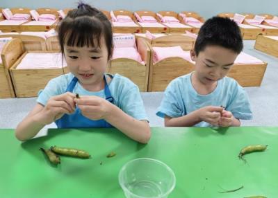 剥蚕豆壳 (1)