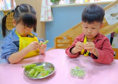 剥豆子
