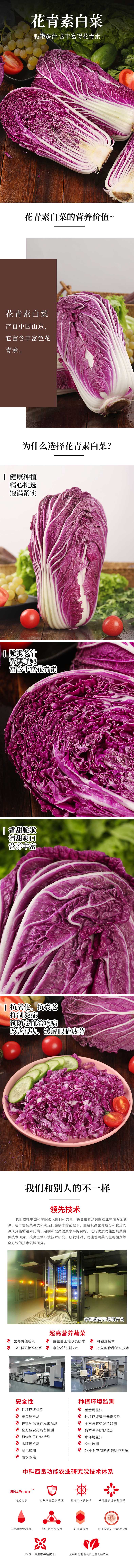 花青素白菜 中科西良