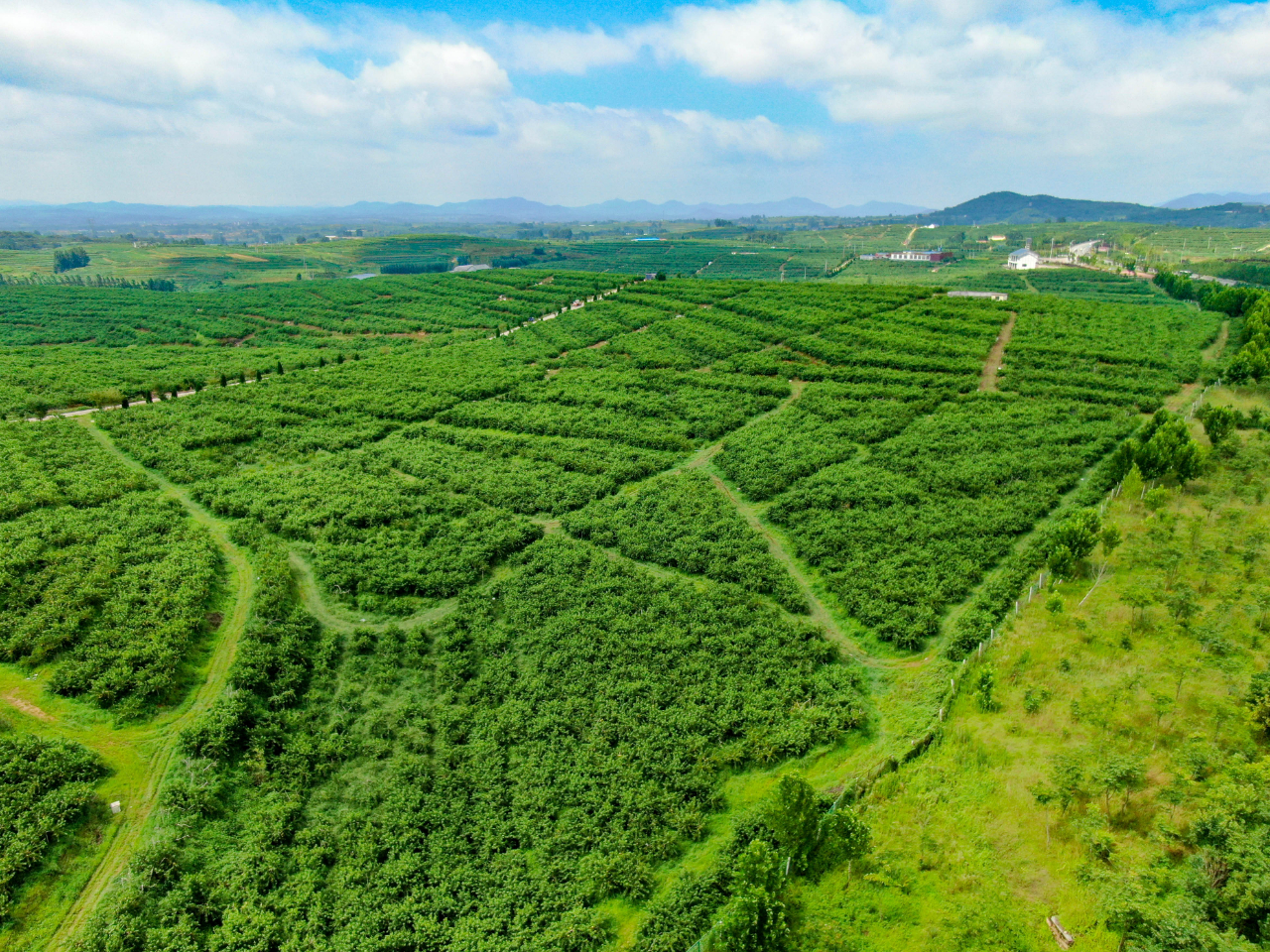 农发集团黄桃基地喜获丰收 日照东港农业发展集团
