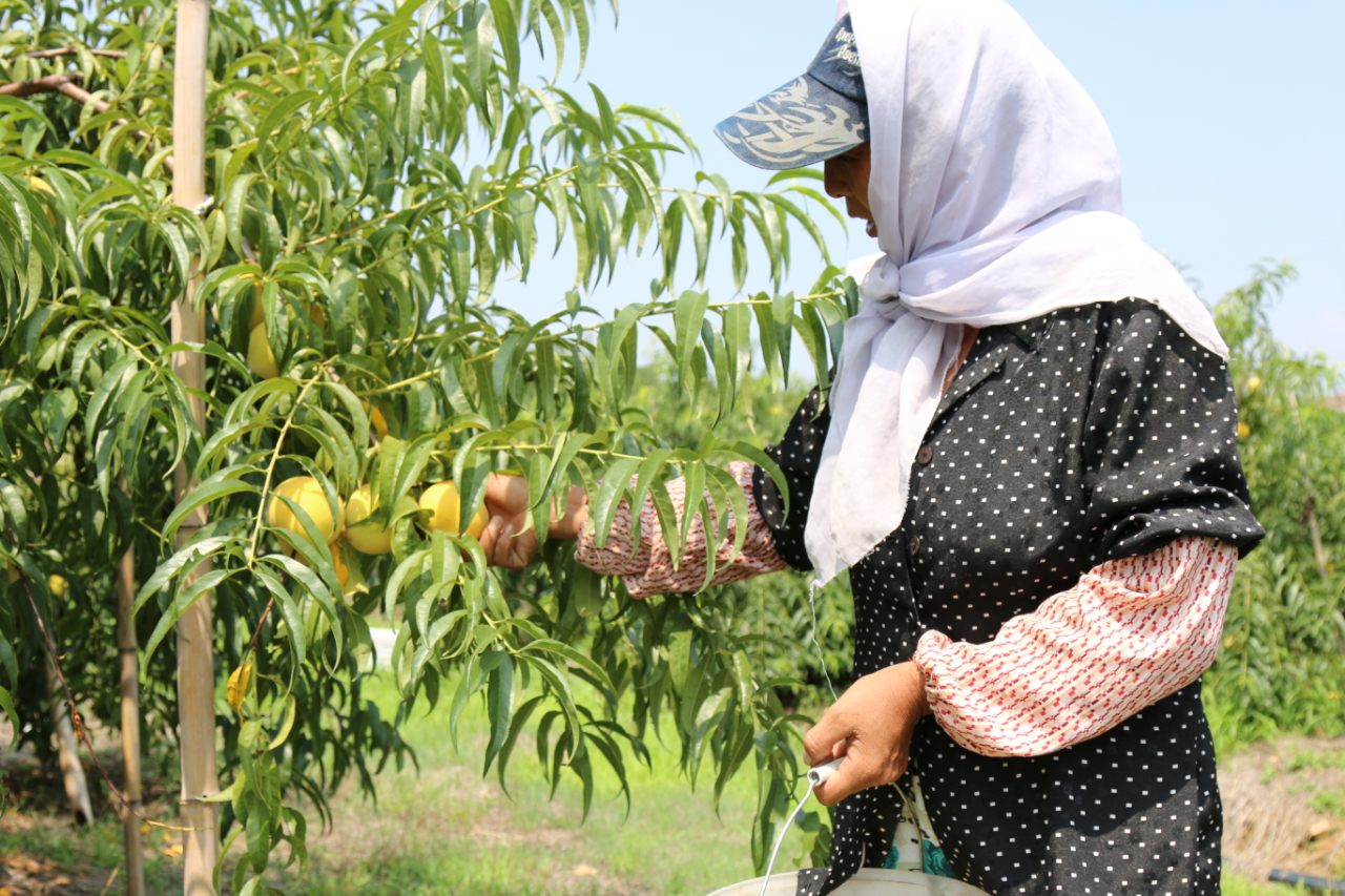 农发集团黄桃基地喜获丰收 日照东港农业发展集团