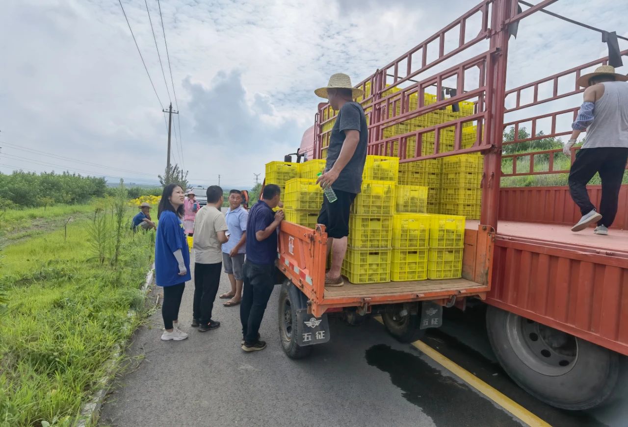 农发集团黄桃基地喜获丰收 日照东港农业发展集团