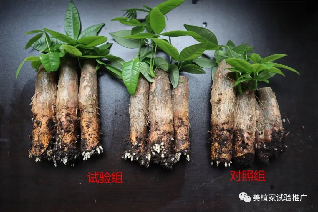 【农药】发财树的生"根"之道