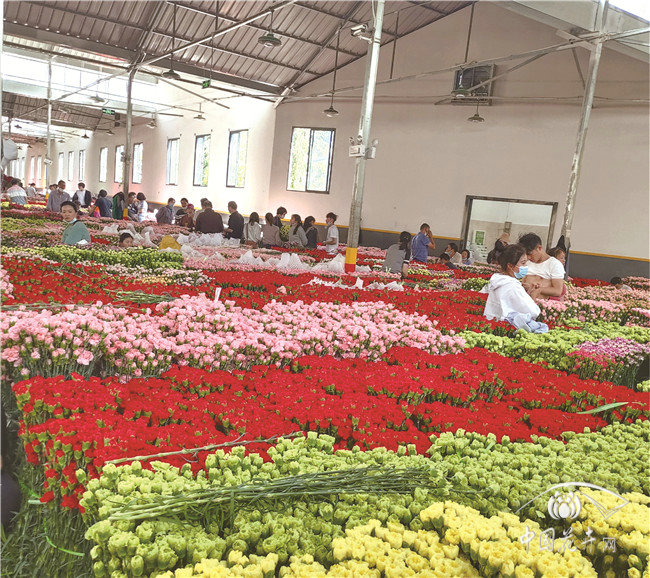 十年创新发展斗南花卉市场跃居亚洲第一