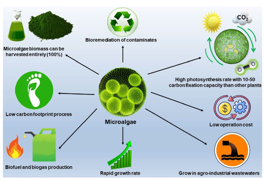 微藻细胞工厂周报|2023.2.5~2.12-国际虾青素研究院官网