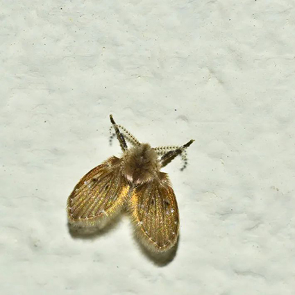 蛾蠓主要出现在厕所,浴室的洗手池,厨房水槽,下水管道,马桶背后等处