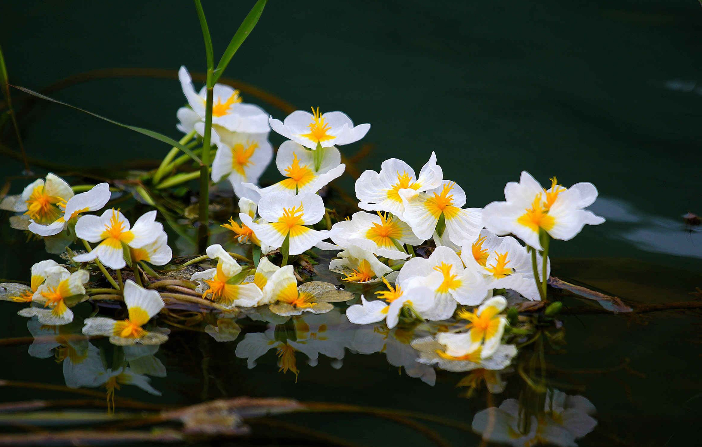 海菜花