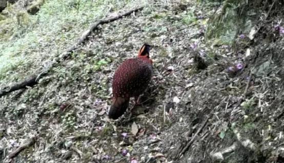 苍山西坡发现国家二级保护野生动物红腹角雉和白腹锦鸡