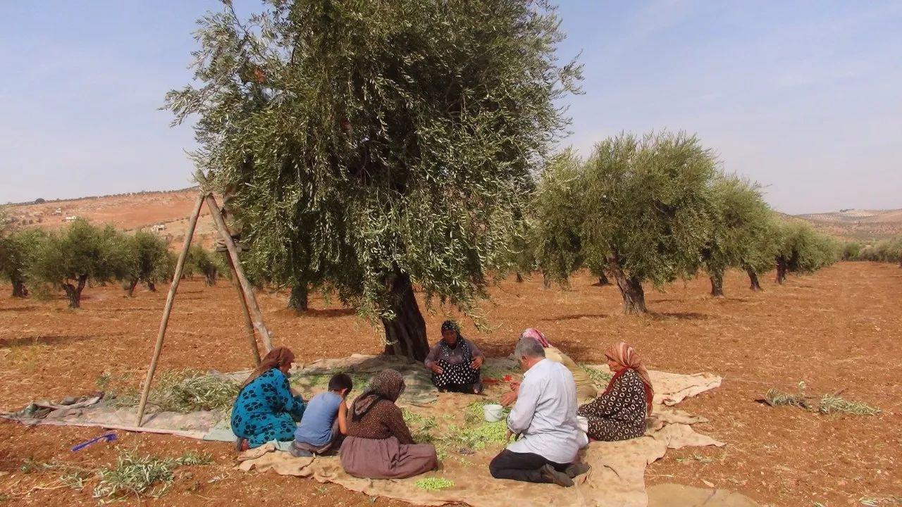 希腊黑橄榄产地疫情中的绿洲