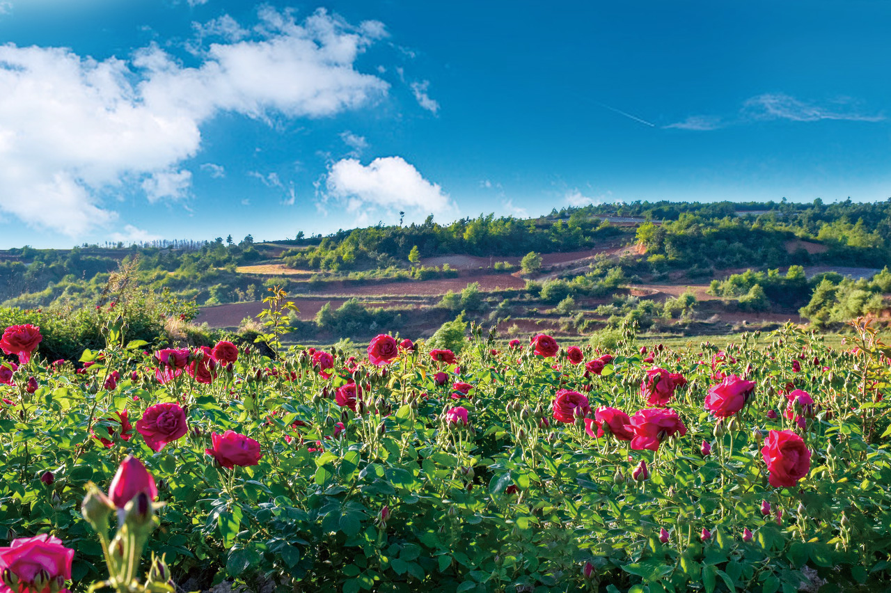 食药玫瑰-中国玫瑰品牌-于田县农产品玫瑰技术推广-于田沙漠玫瑰