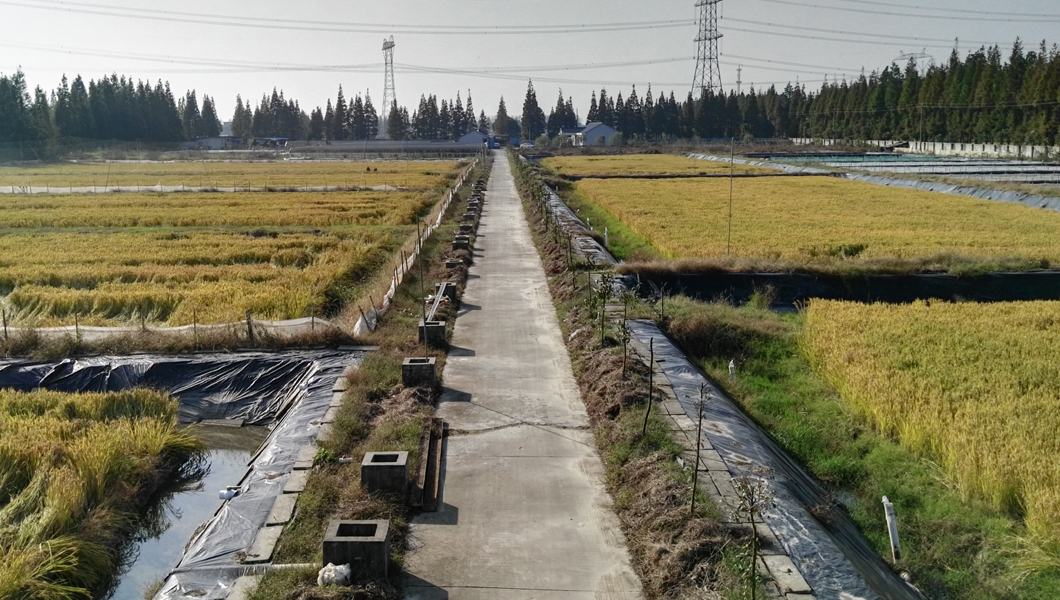 上海青浦稻鳝共作基地