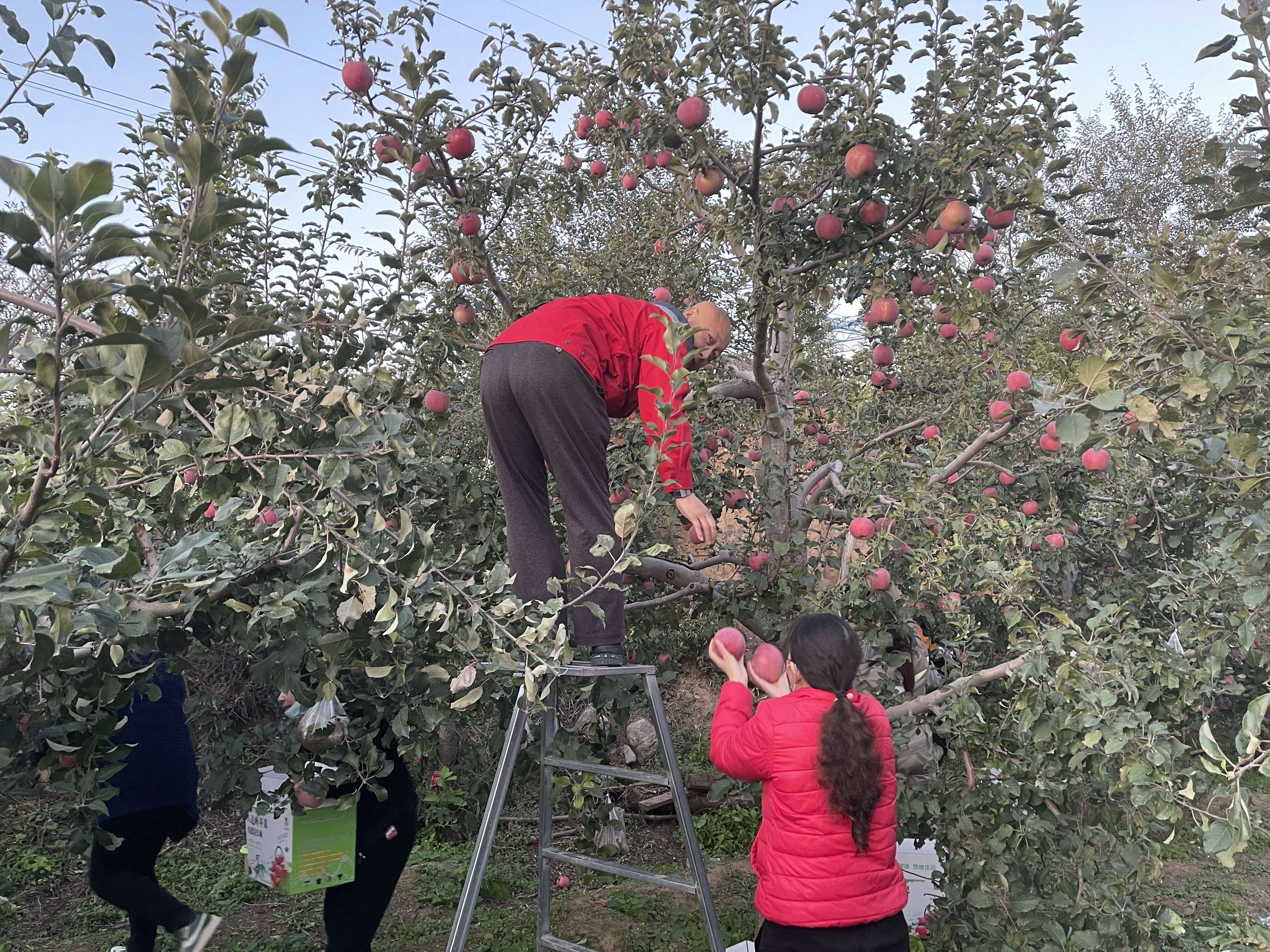 可爱的孩子们在秋天的果园里摘苹果照片摄影图片_ID:140874964-Veer图库