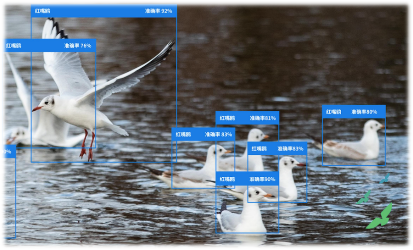 鸟类监测AI智能识别系统