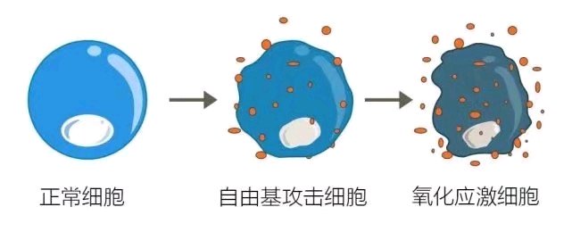 打造健康细胞 高压氧助力对抗自由基 高压氧舱 氧仓 O2ark企业官网