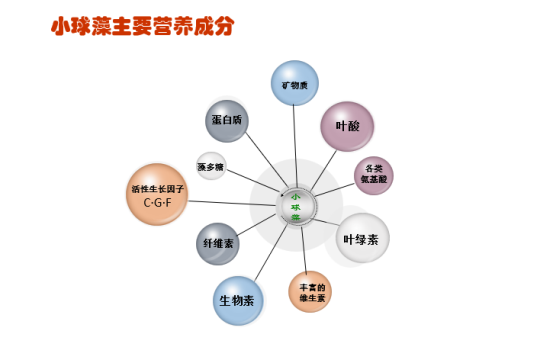 小球藻粉主要营养成分