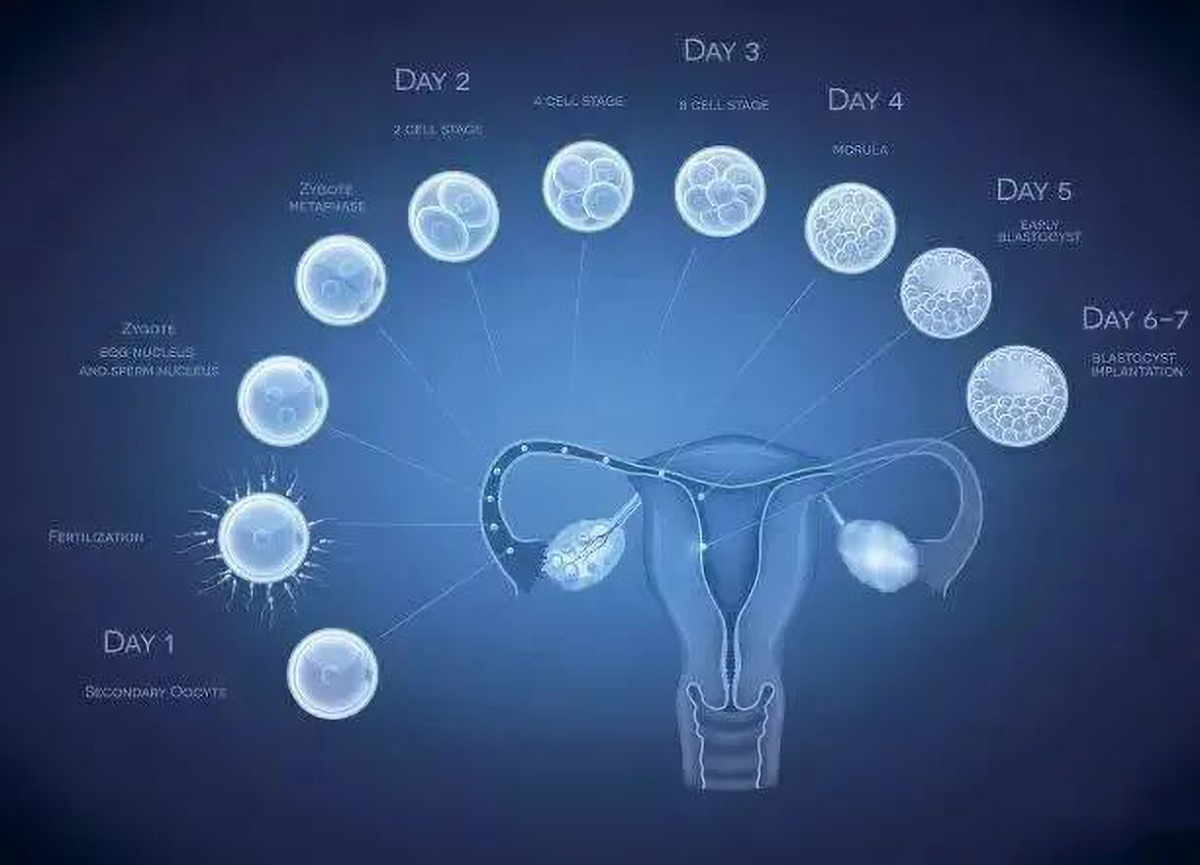 子宫卵巢图片位置图-图库-五毛网
