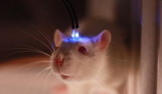 E:\BACK UP\非手术器械#3大图\optogenetics.jpg