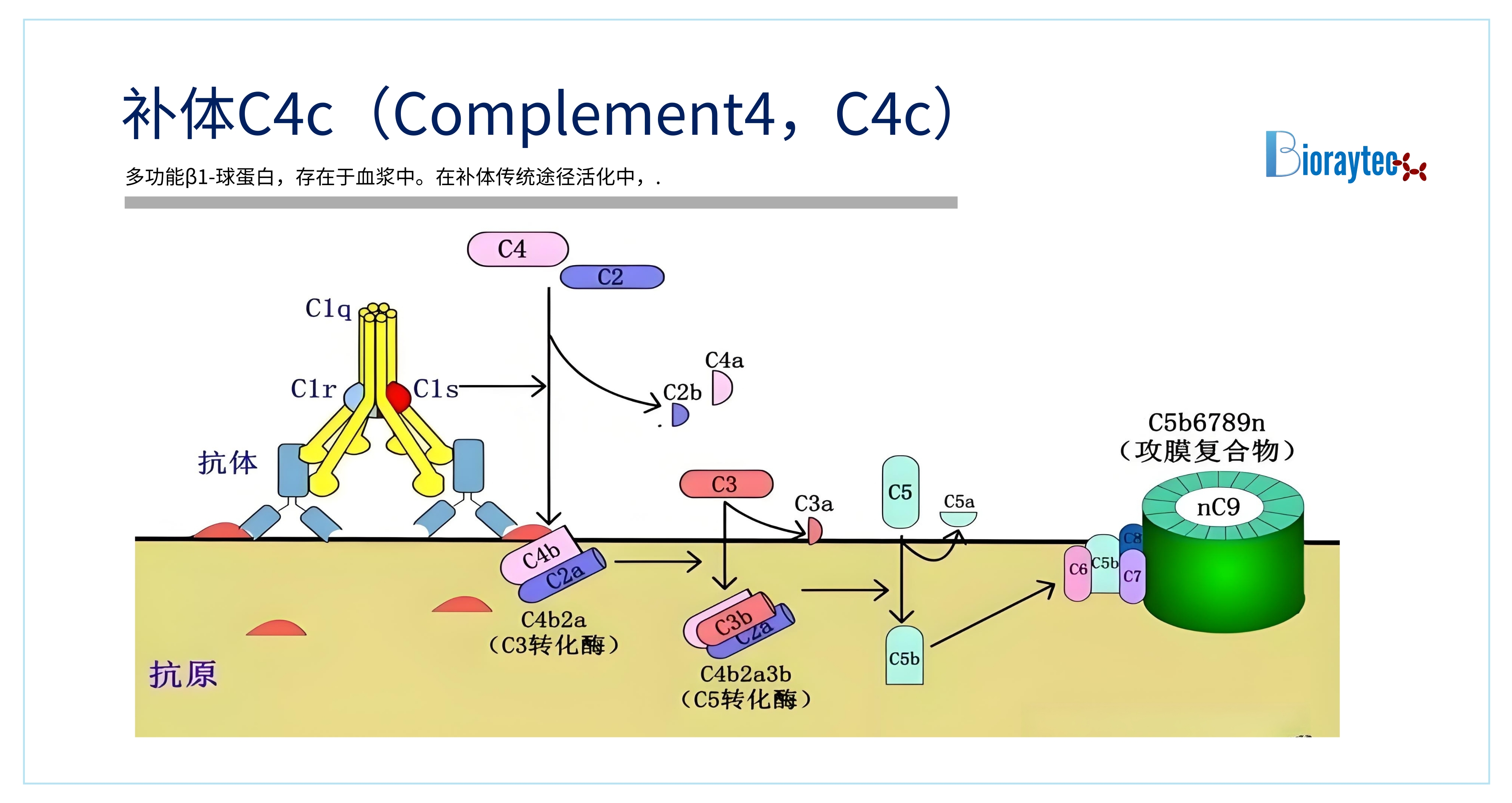 珠海佰瑞特生物科技有限公司