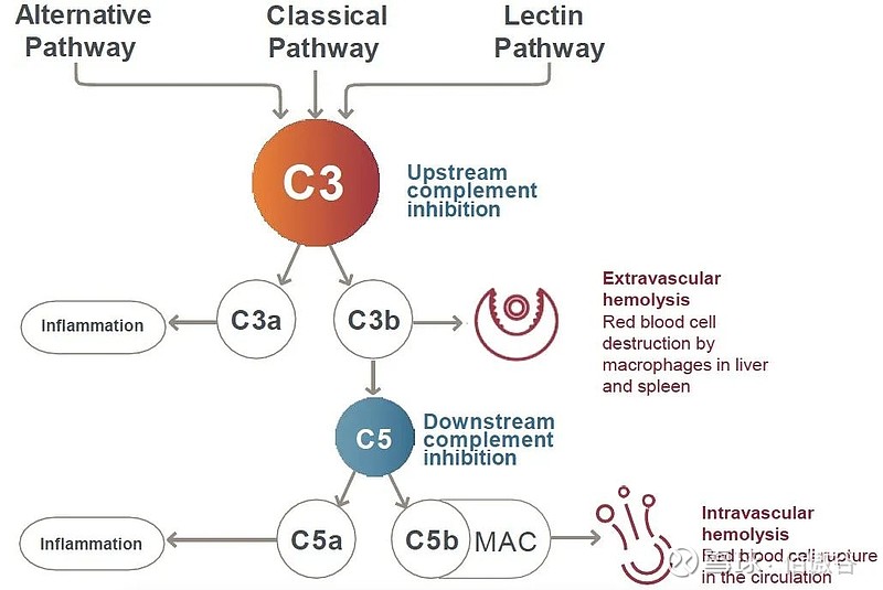 补体c3c单克隆抗体