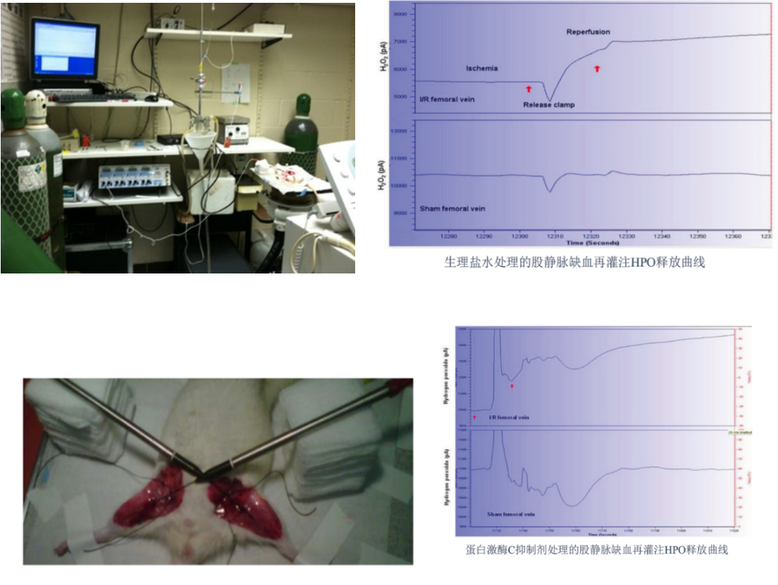 气体信号分子和生物自由基检测仪-WPI中国公司官网