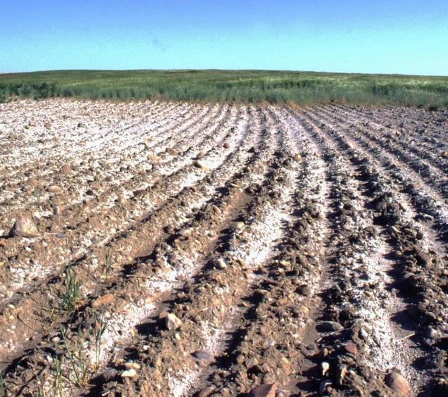 黑土地变成“白茫茫”引担忧:黑科技为盐碱地带来“良药” 黑土地变成“白茫茫”引担忧:黑科技为盐碱地带来“良药”