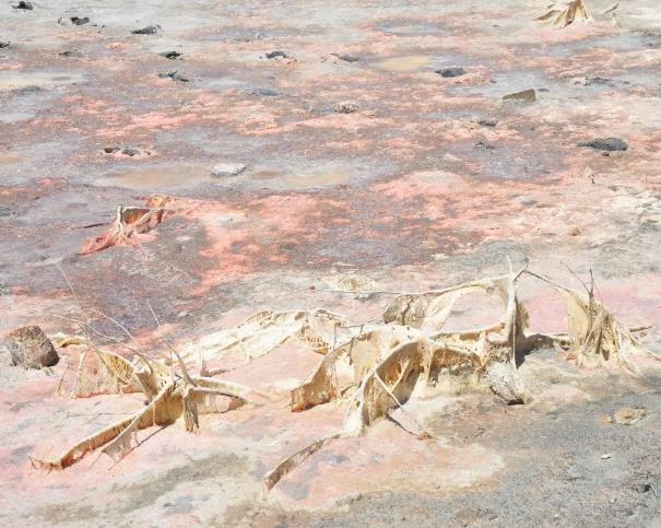 黑土地变成“白茫茫”引担忧:黑科技为盐碱地带来“良药” 黑土地变成“白茫茫”引担忧:黑科技为盐碱地带来“良药”