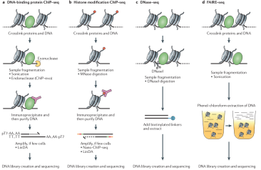 ChIP-seq实验示意图_ChIP-seq and beyond new and improved methodologies to detect and characterize protein-DNA interactions.png