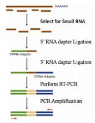 小RNA实验制备.png