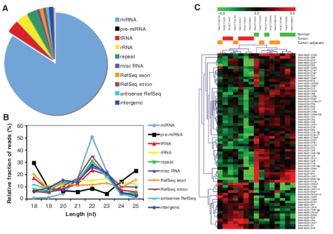 miRNA差异分析热图展示_Identification of new microRNAs in paired normal and tumor breast tissue suggests a dual role for the ERBB2 Her2 gene.png